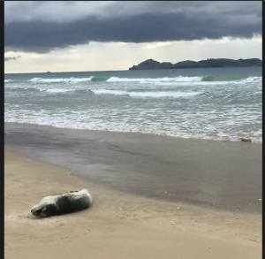 Seal on Opoutere beach