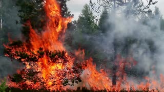 forest-fire-flames-swallow-young-pine-tree-footage-appropriate-to-visualize-wildfires-or-prescribed-burning_vxrswyvfx__S0006
